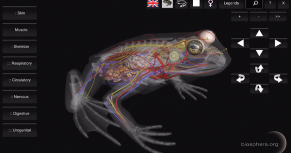 3D Frog Anatomy by Biosphera
