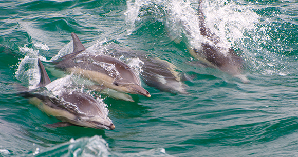 Dolphins - Photo by John Liu