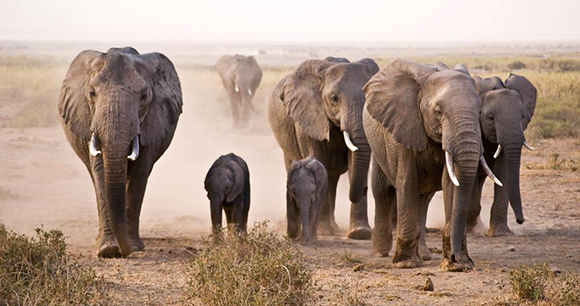 Elephants - Photo by Nick Carson