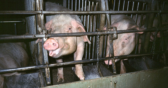 Factory farm - Photo by AWI