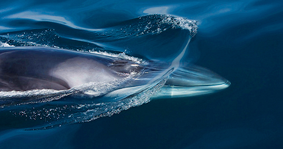 Commercial whaling - Photo by iStock