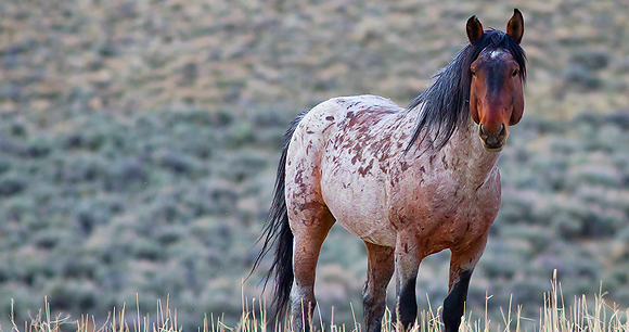 Wild horses - Photo by Ryan Brown