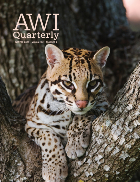 Winter 2023 AWI Quarterly Cover - Photo by Rolf Nussbaumer/NPL, Minden Pictures