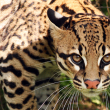 Protection of ocelots - Photo by Debs