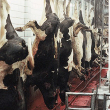 Cows being slaughtered