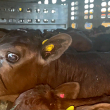 Calves on a transport truck.